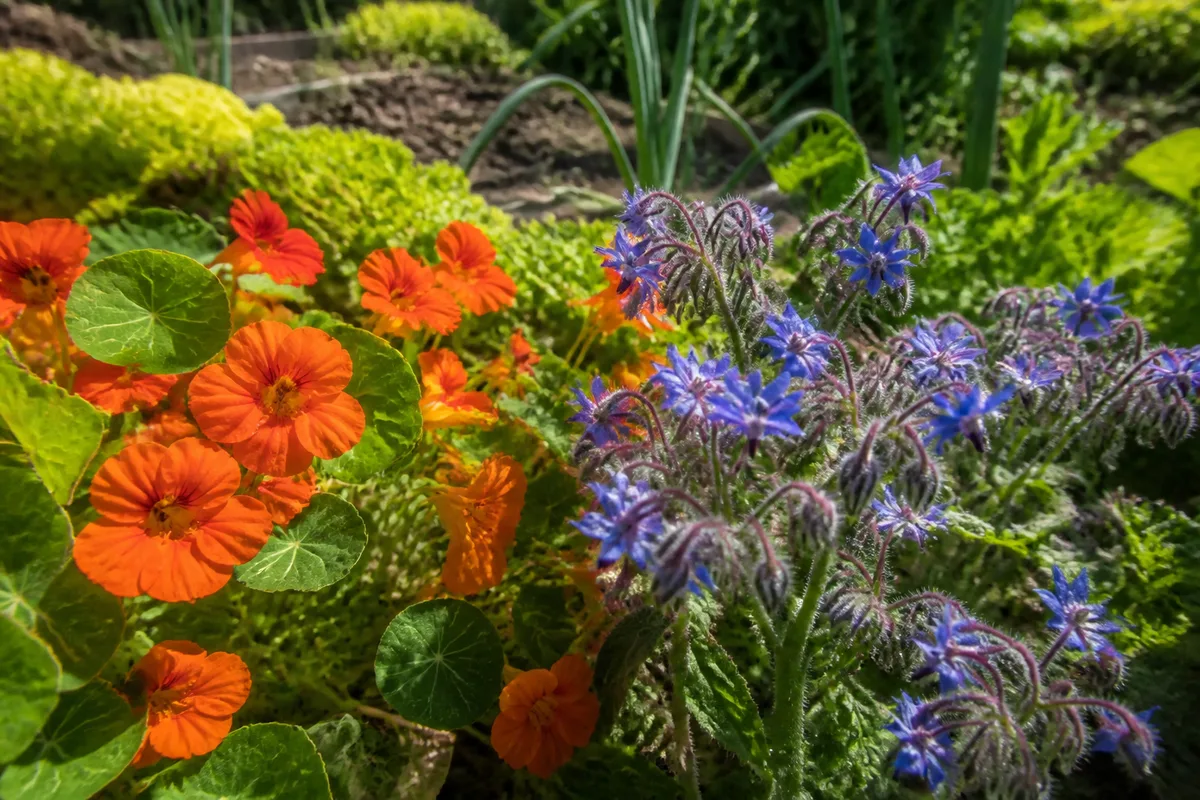 Capucines orange et bourrache bleue en fleurs dans un carré potager ensoleillé